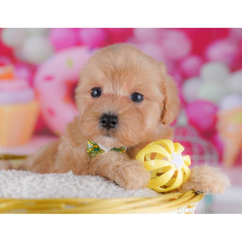 販売中の神奈川県のマルプー:マルチーズ×トイプードル-440689の10枚目