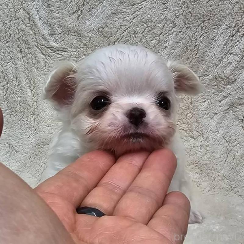 販売中の埼玉県のチワワ(ロングコート)-440688の4枚目