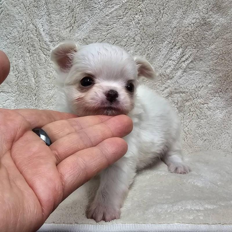 販売中の埼玉県のチワワ(ロングコート)-440688の3枚目