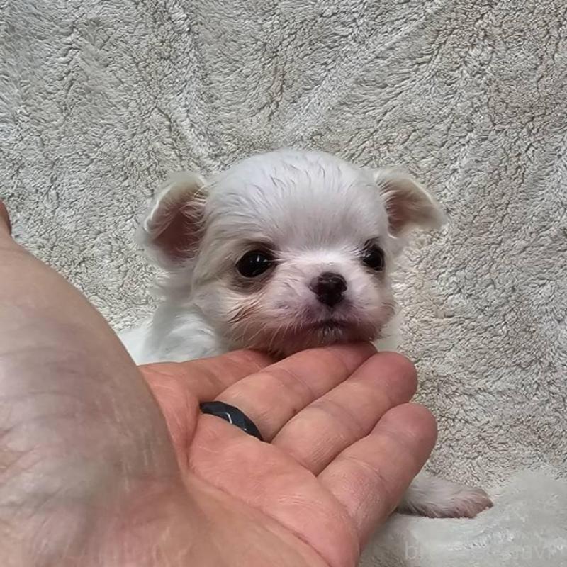 販売中の埼玉県のチワワ(ロングコート)-440688の2枚目