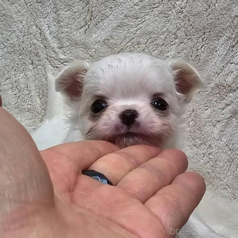 販売中の埼玉県のチワワ(ロングコート)-440688