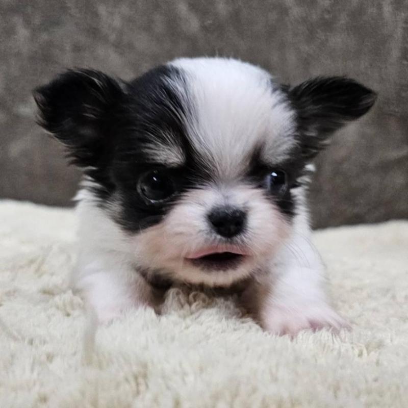 販売中の埼玉県のチワワ(ロングコート)-440693の1枚目