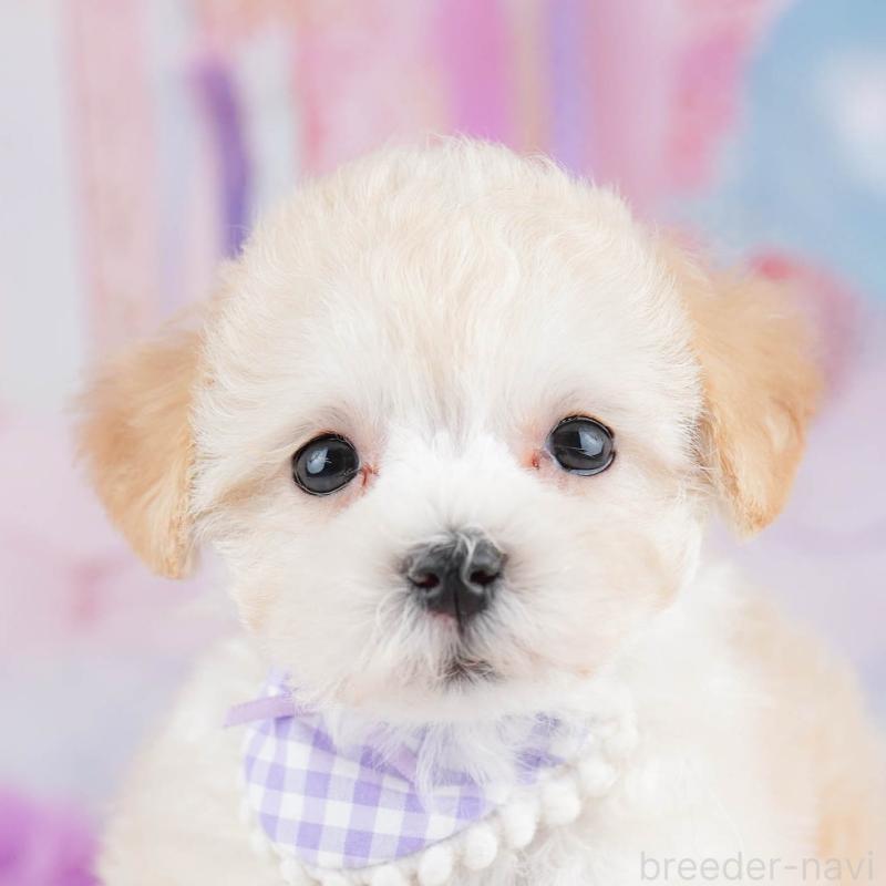 販売中の神奈川県のマルプー:マルチーズ×トイプードル-440691の1枚目