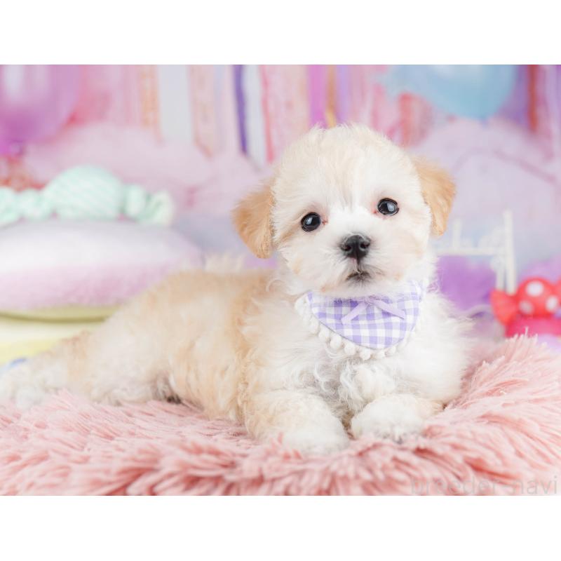 販売中の神奈川県のマルプー:マルチーズ×トイプードル-440691の15枚目