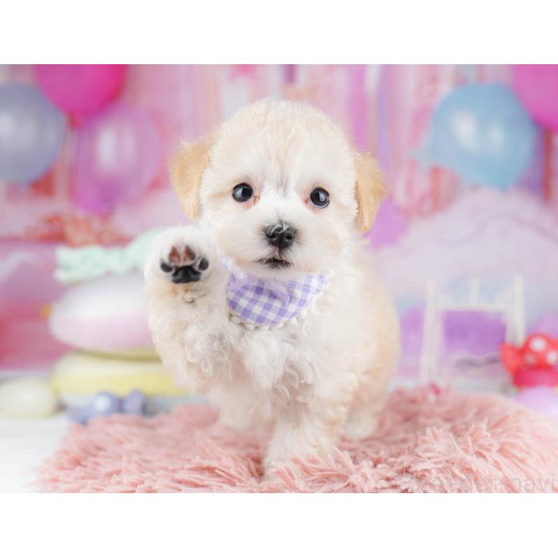 販売中の神奈川県のマルプー:マルチーズ×トイプードル-440691の13枚目