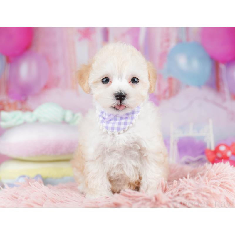 販売中の神奈川県のマルプー:マルチーズ×トイプードル-440691の10枚目