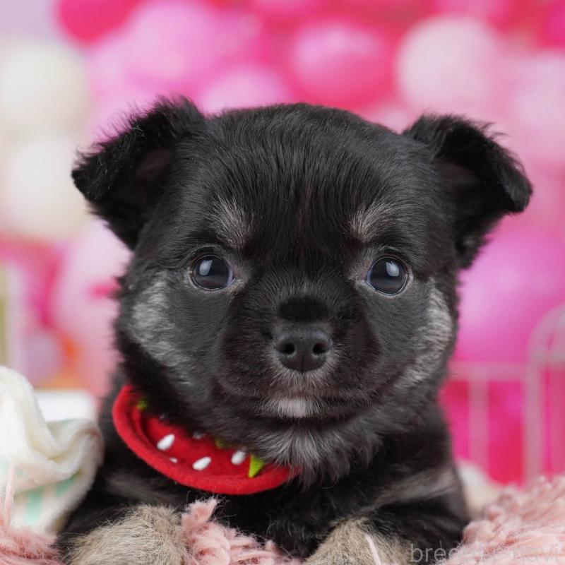 販売中の神奈川県のチワワ(ロングコート)-440692