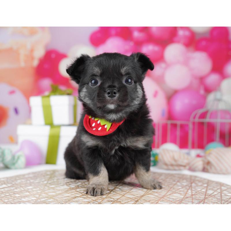 販売中の神奈川県のチワワ(ロングコート)-440692の15枚目