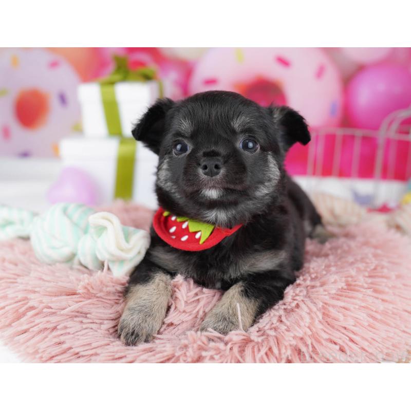 販売中の神奈川県のチワワ(ロングコート)-440692の14枚目