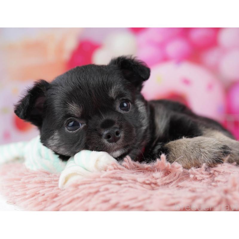 販売中の神奈川県のチワワ(ロングコート)-440692の13枚目