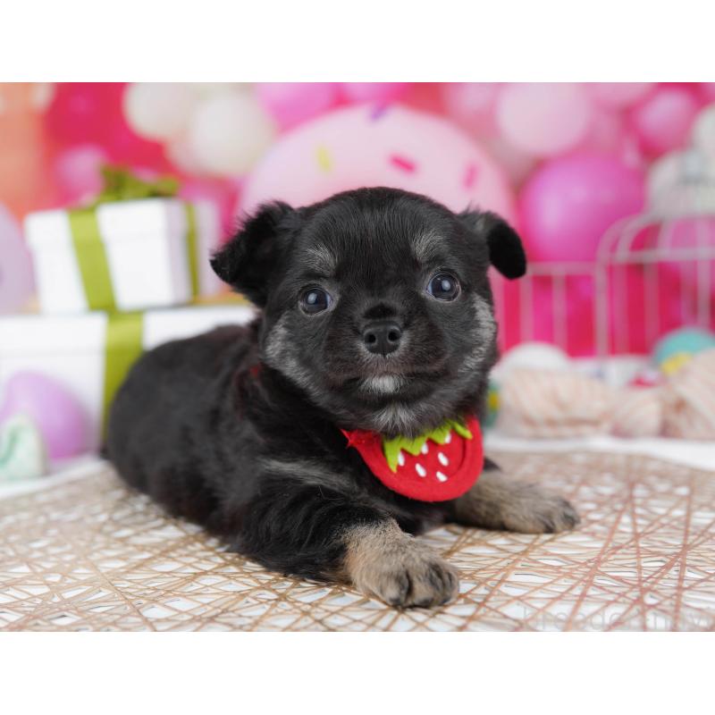 販売中の神奈川県のチワワ(ロングコート)-440692の12枚目