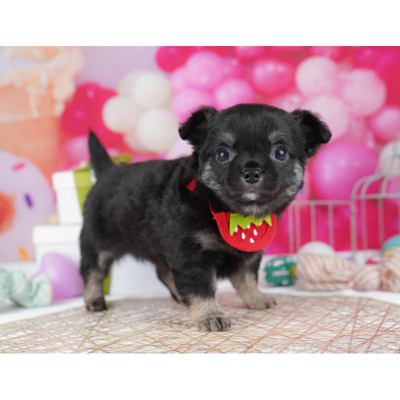 販売中の神奈川県のチワワ(ロングコート)-440692の10枚目