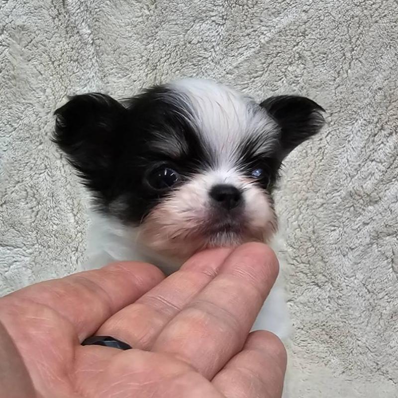 販売中の埼玉県のチワワ(ロングコート)-440693の6枚目