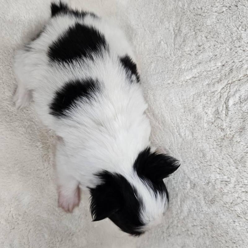 販売中の埼玉県のチワワ(ロングコート)-440693の5枚目