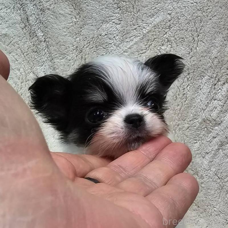 販売中の埼玉県のチワワ(ロングコート)-440693の4枚目