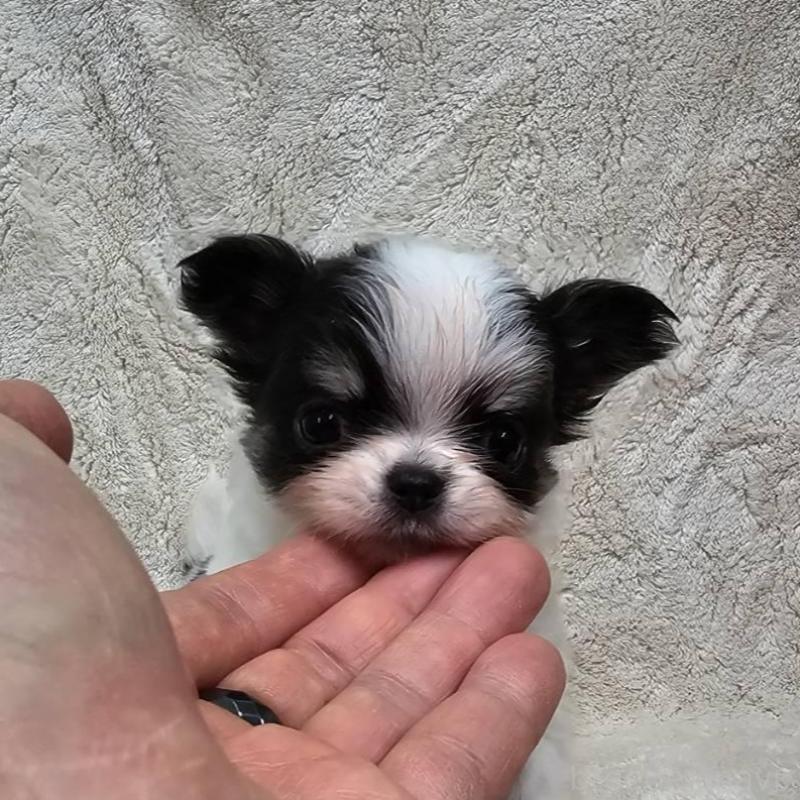 販売中の埼玉県のチワワ(ロングコート)-440693の3枚目