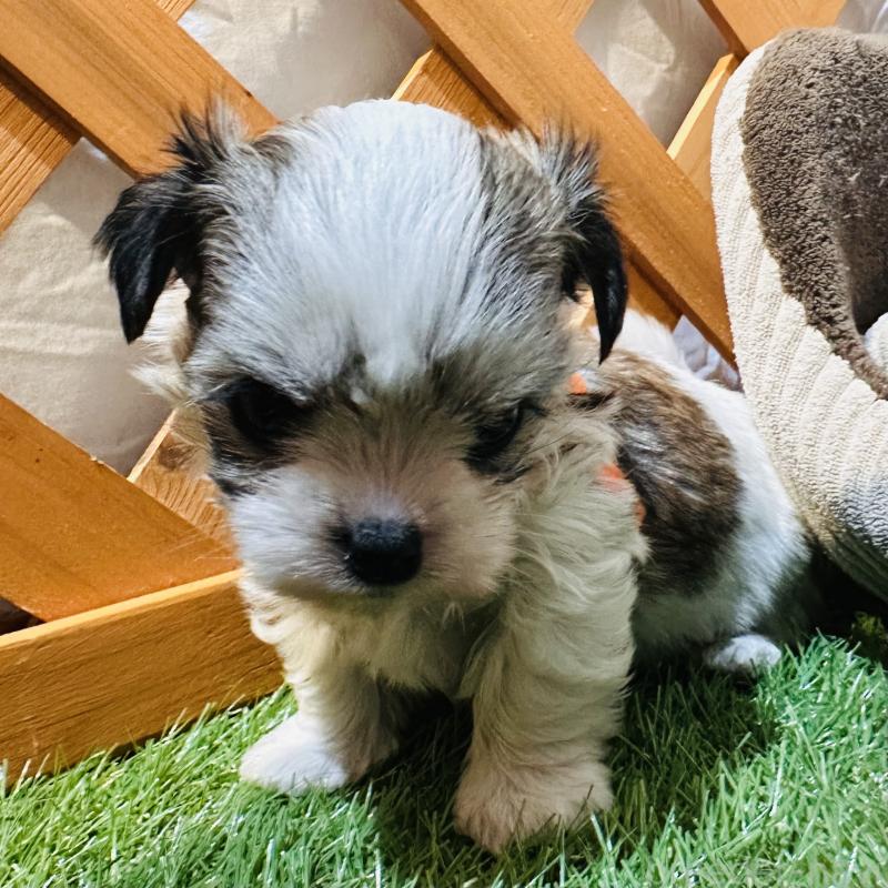 販売中の沖縄県のチワマル:チワワ×マルチーズ-440697の11枚目