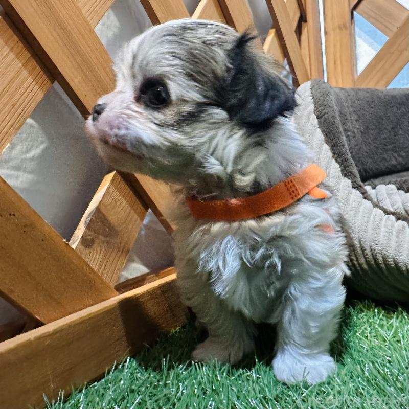 販売中の沖縄県のチワマル:チワワ×マルチーズ-440697の10枚目