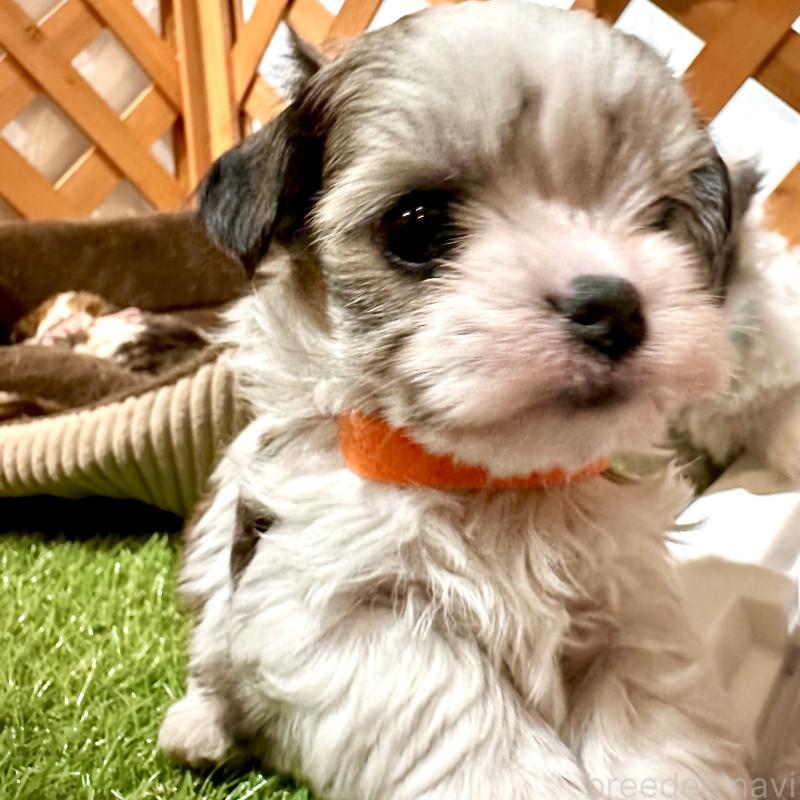 販売中の沖縄県のチワマル:チワワ×マルチーズ-440697の8枚目