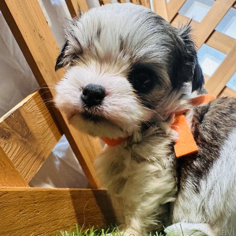 販売中の沖縄県のチワマル:チワワ×マルチーズ-440697の7枚目
