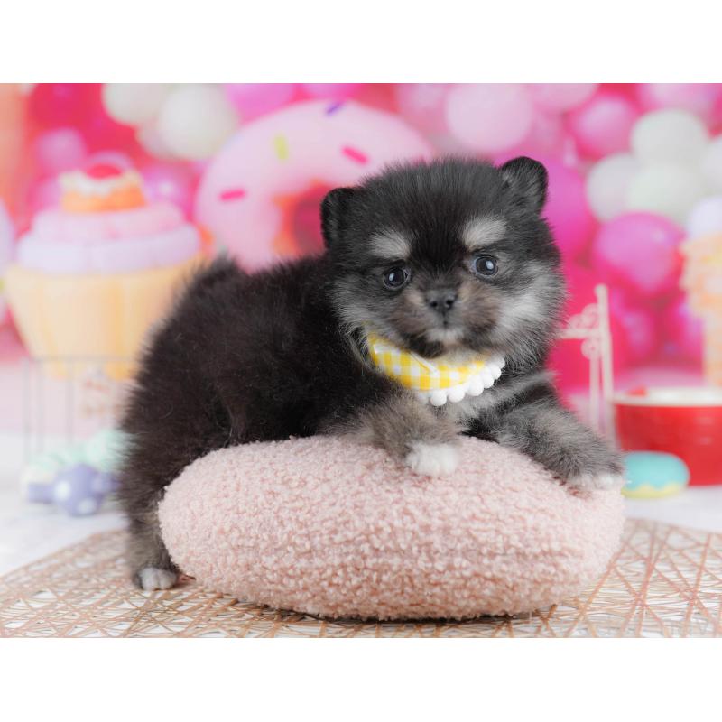 販売中の神奈川県のポメチワ:ポメラニアン×チワワ-440694の15枚目