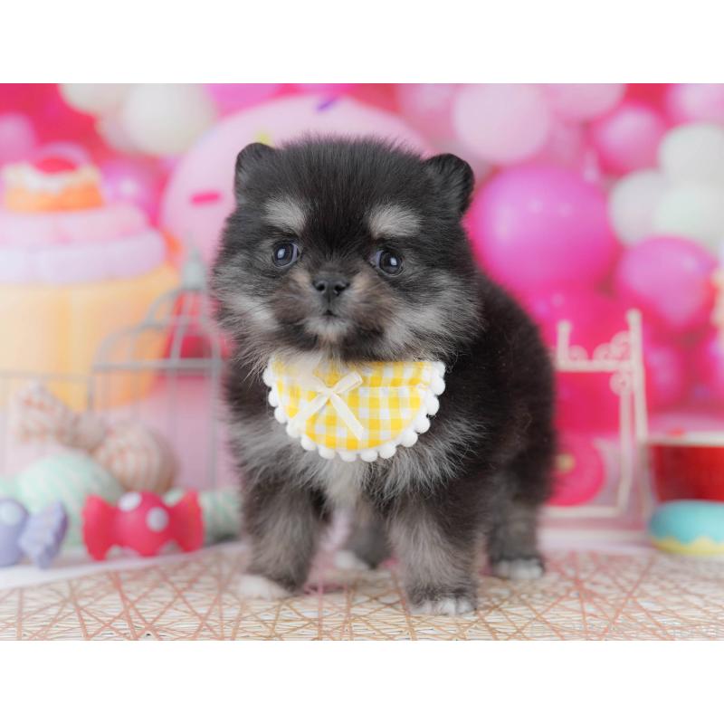販売中の神奈川県のポメチワ:ポメラニアン×チワワ-440694の13枚目
