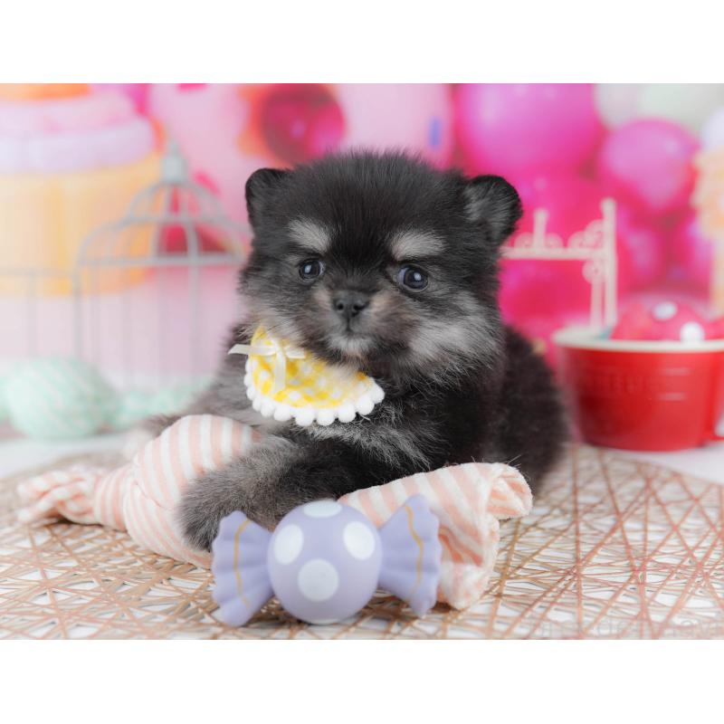 販売中の神奈川県のポメチワ:ポメラニアン×チワワ-440694の12枚目