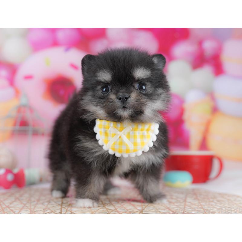 販売中の神奈川県のポメチワ:ポメラニアン×チワワ-440694の11枚目