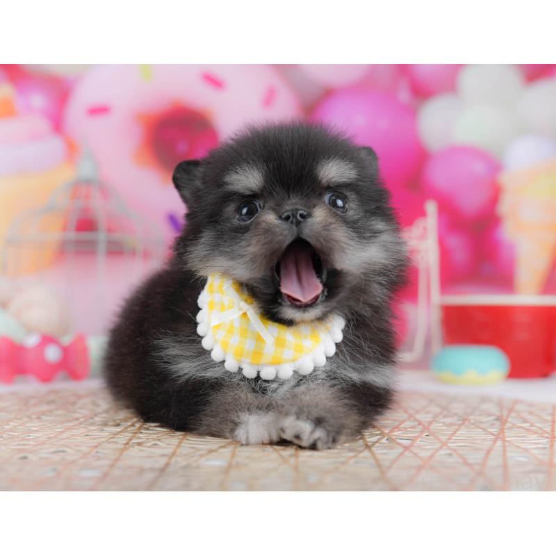 販売中の神奈川県のポメチワ:ポメラニアン×チワワ-440694の10枚目