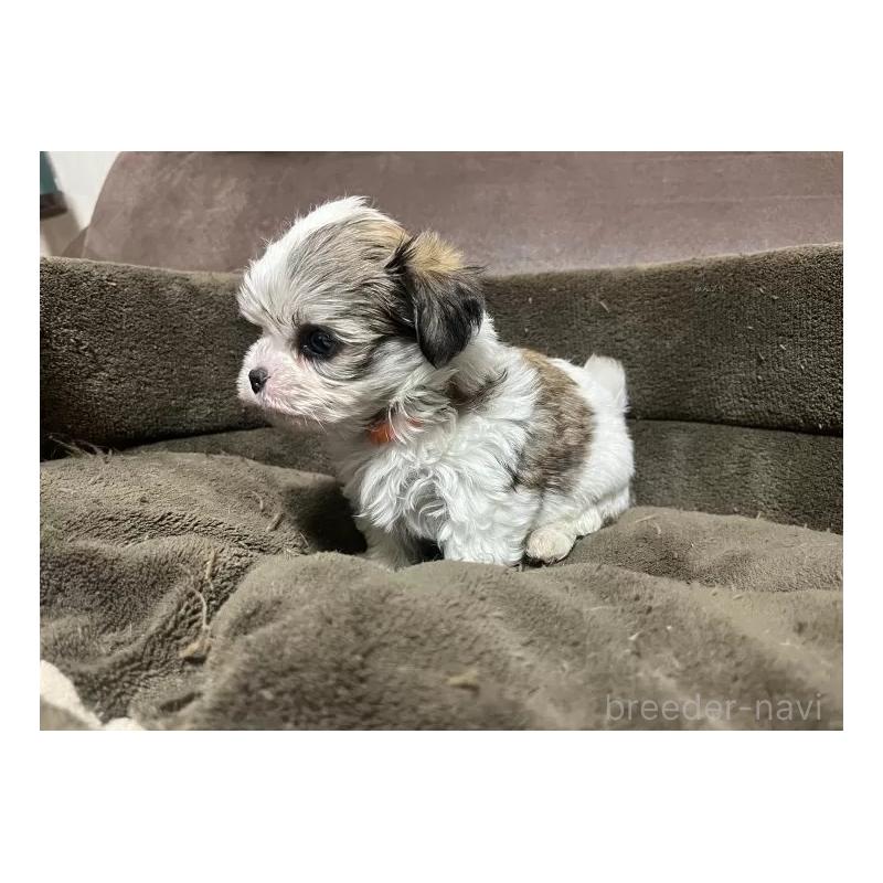 販売中の沖縄県のチワマル:チワワ×マルチーズ-440697の6枚目