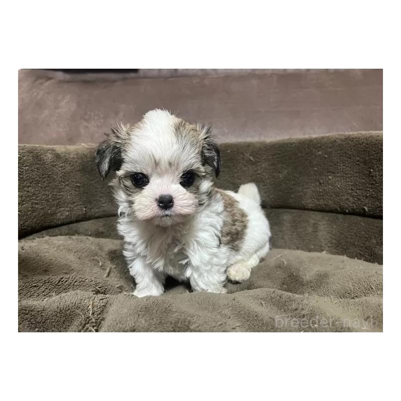 販売中の沖縄県のチワマル:チワワ×マルチーズ-440697の5枚目