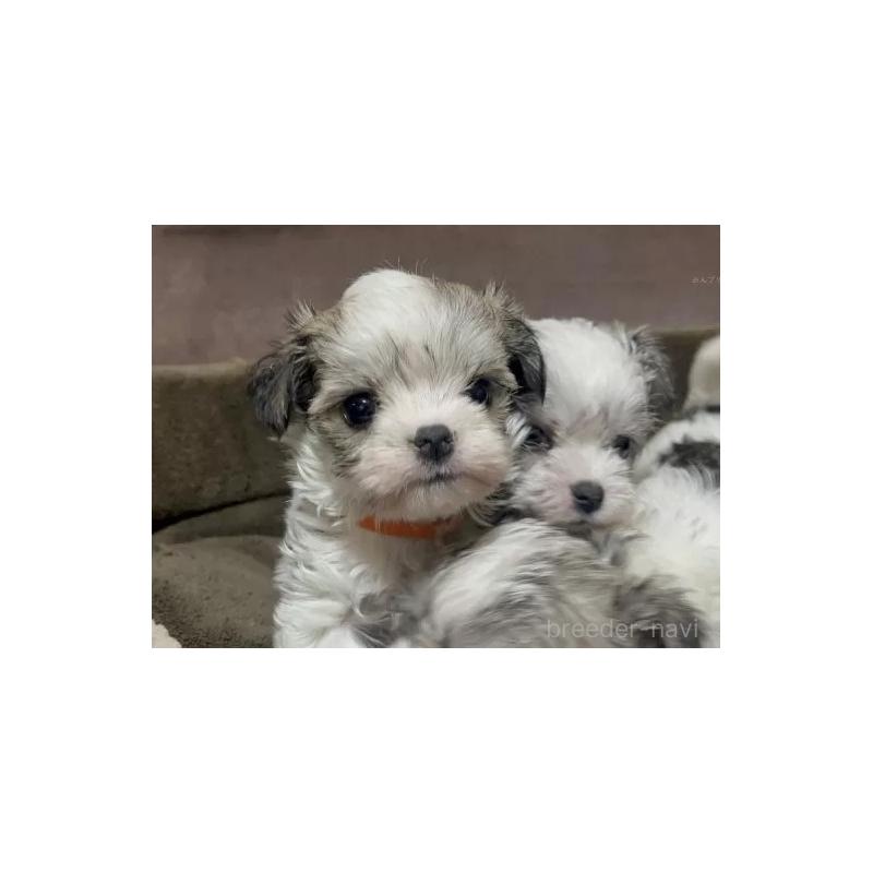 販売中の沖縄県のチワマル:チワワ×マルチーズ-440697の4枚目