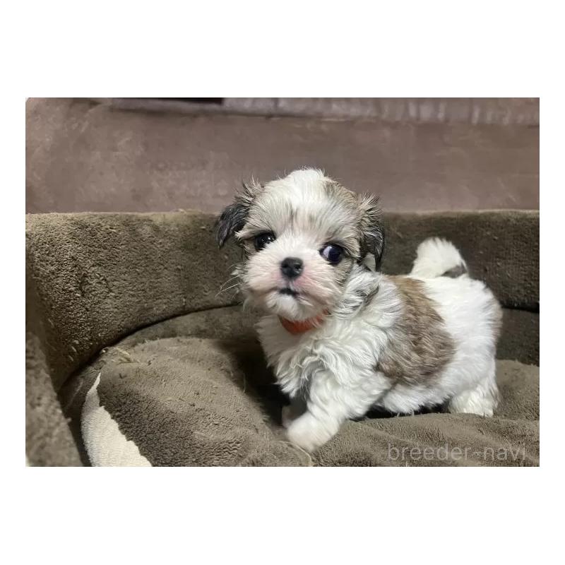 販売中の沖縄県のチワマル:チワワ×マルチーズ-440697の3枚目