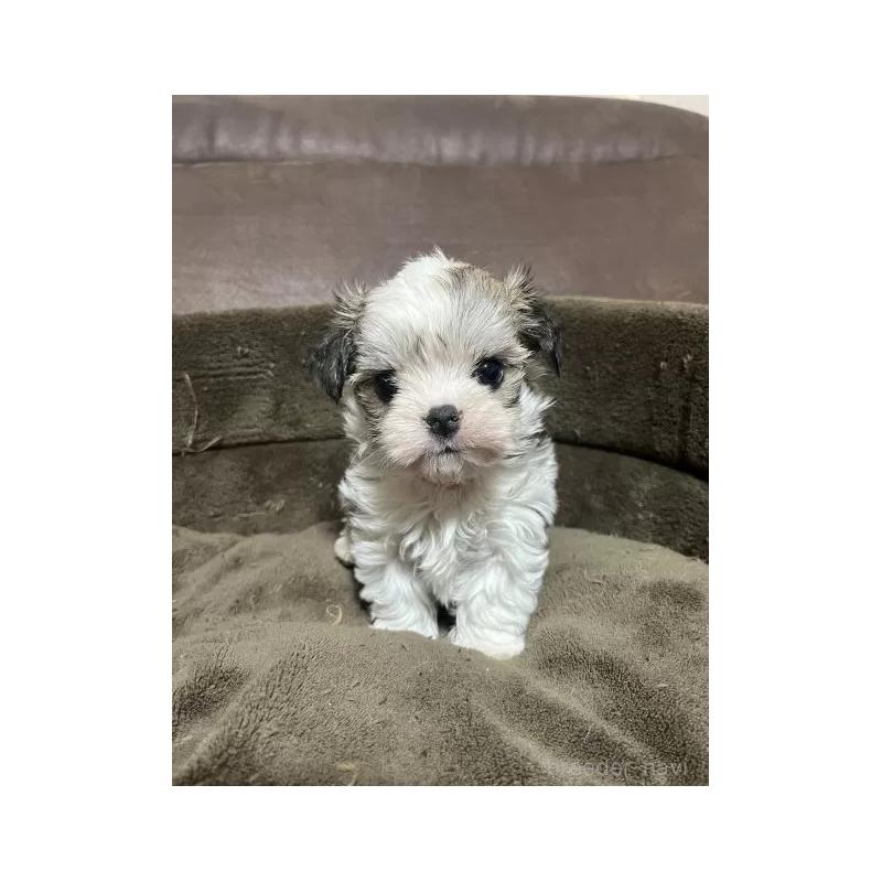 販売中の沖縄県のチワマル:チワワ×マルチーズ-440697の2枚目