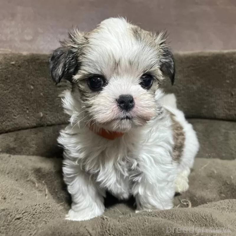 販売中の沖縄県のチワマル:チワワ×マルチーズ-440697