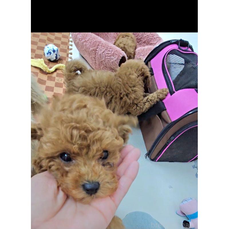 成約済の熊本県のタイニープードル-437217の2枚目