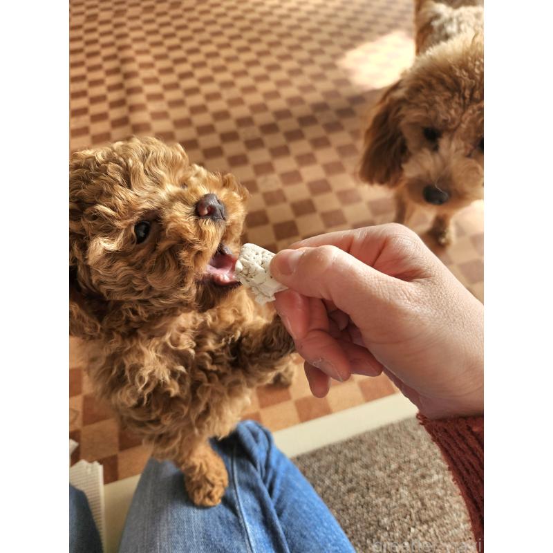 販売中の熊本県のタイニープードル-440690の2枚目