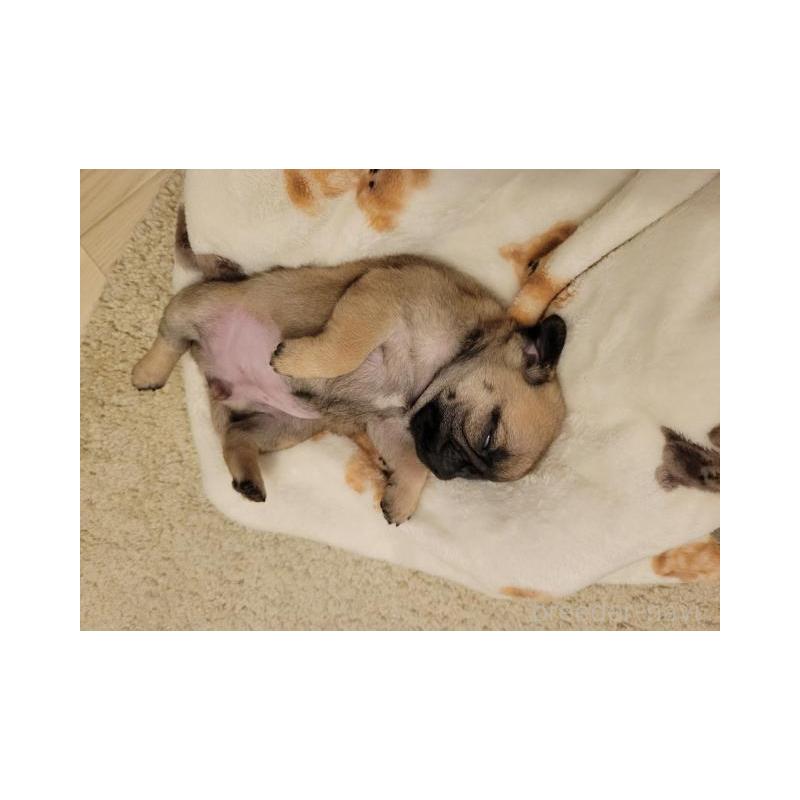 販売中の滋賀県のパグ-440696の2枚目