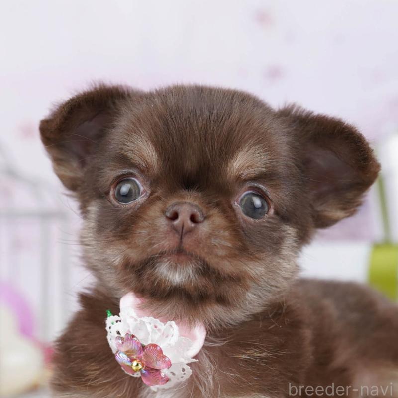 販売中の神奈川県のチワワ(ロングコート)-440698の1枚目