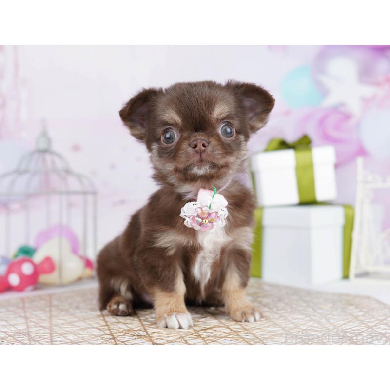 販売中の神奈川県のチワワ(ロングコート)-440698の15枚目