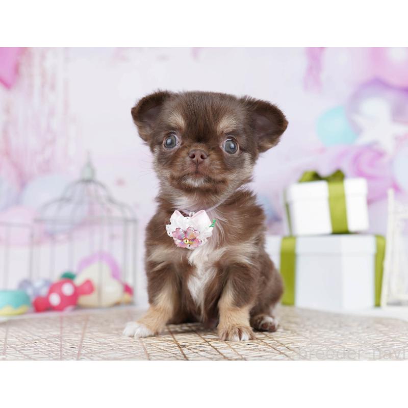 販売中の神奈川県のチワワ(ロングコート)-440698の14枚目