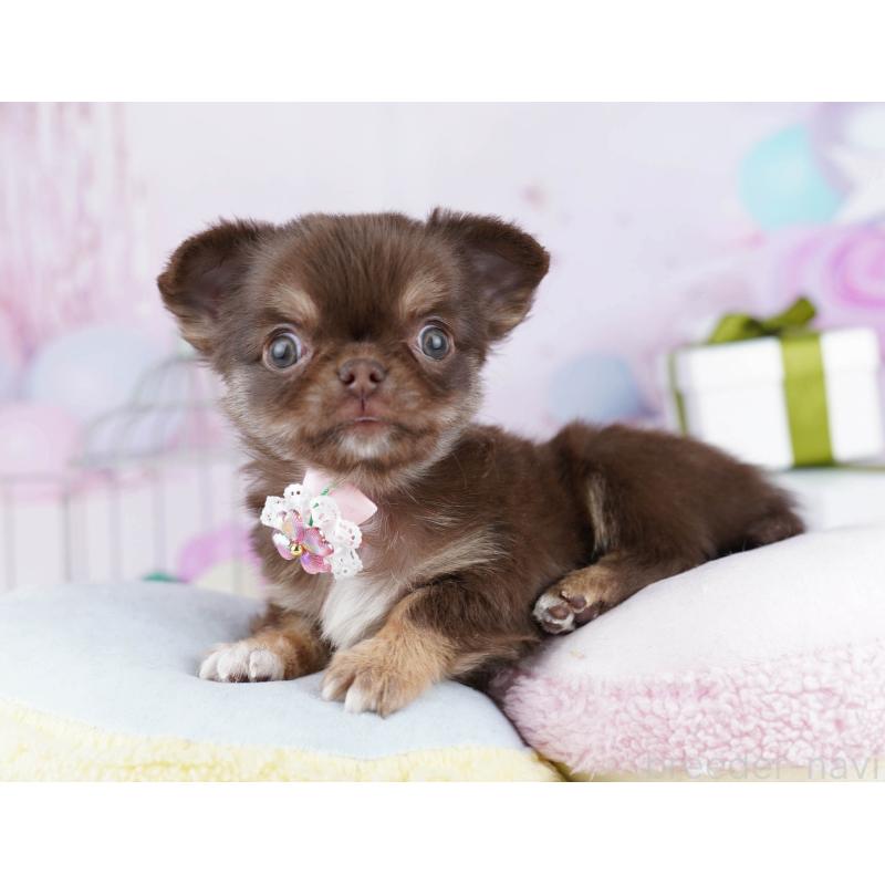 販売中の神奈川県のチワワ(ロングコート)-440698の12枚目