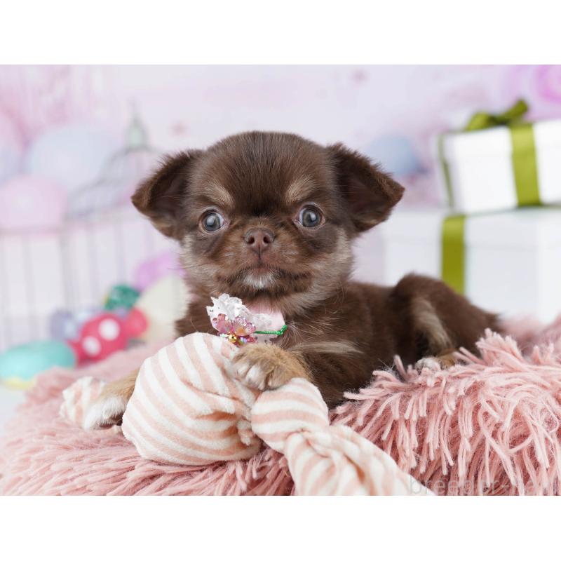 販売中の神奈川県のチワワ(ロングコート)-440698の10枚目