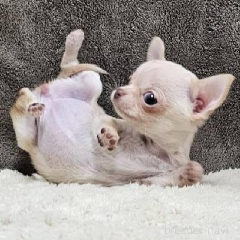 販売中の埼玉県のチワワ(スムースコート)-440699の9枚目