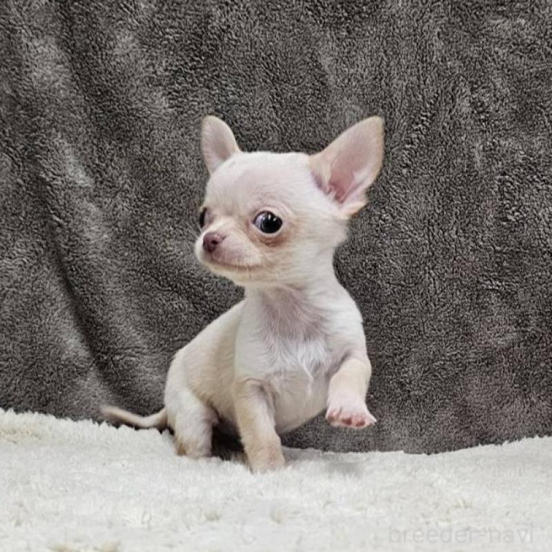 販売中の埼玉県のチワワ(スムースコート)-440699の8枚目