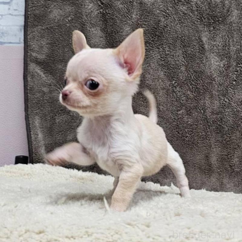 販売中の埼玉県のチワワ(スムースコート)-440699の7枚目