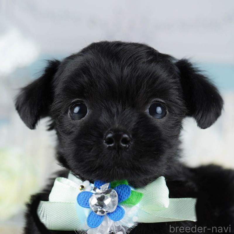 販売中の神奈川県のミックス犬-440700の1枚目