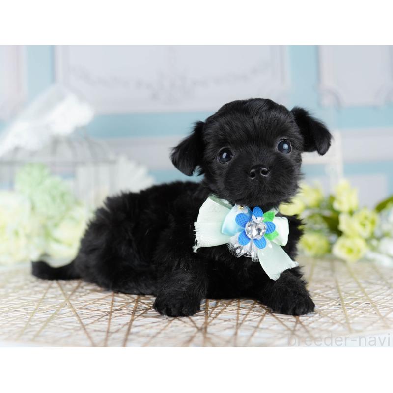 販売中の神奈川県のミックス犬-440700の12枚目