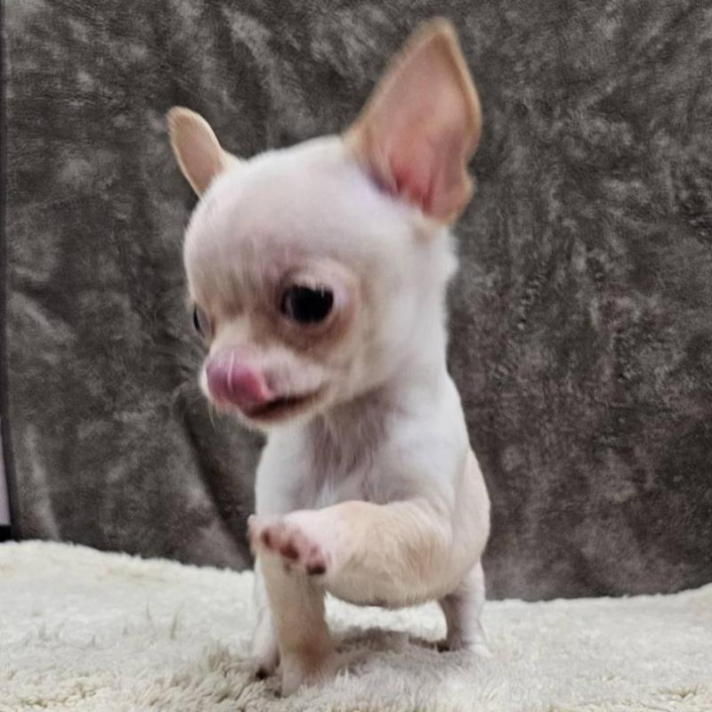 販売中の埼玉県のチワワ(スムースコート)-440699の6枚目