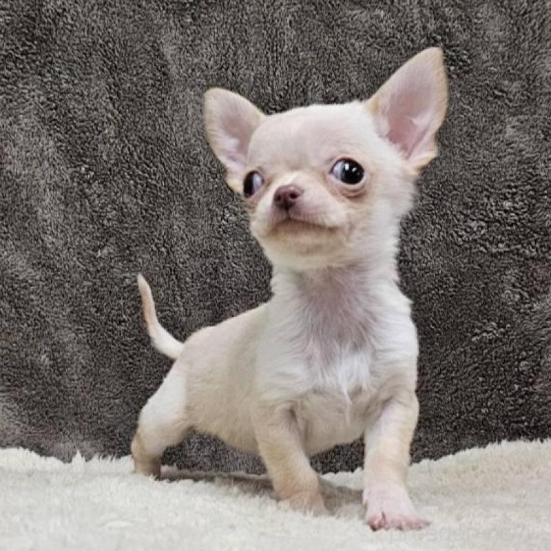 販売中の埼玉県のチワワ(スムースコート)-440699の5枚目